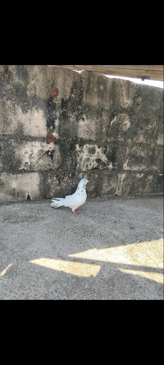 Post Image 2