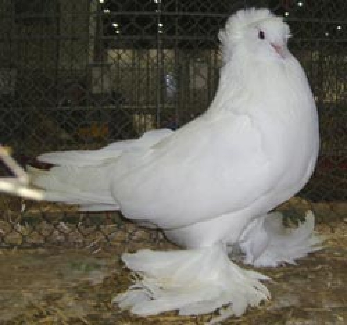 Post Image 1