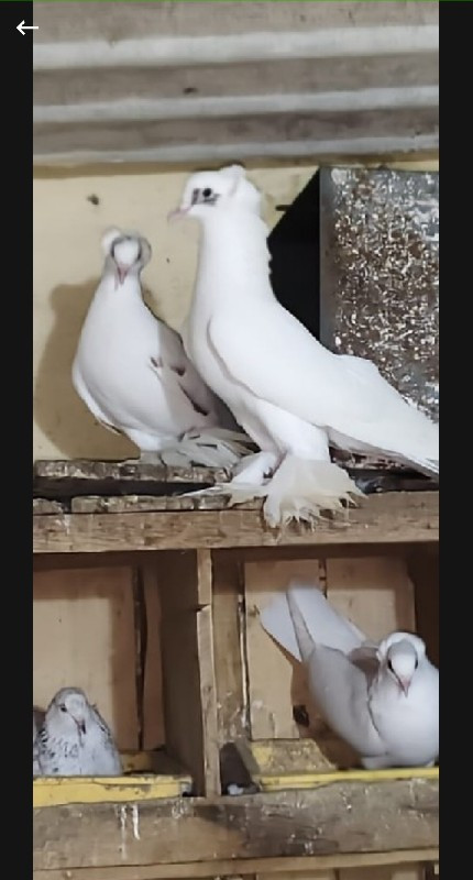 ખાટા કરવાના છે છોટી મોજા વાળા કબુતર