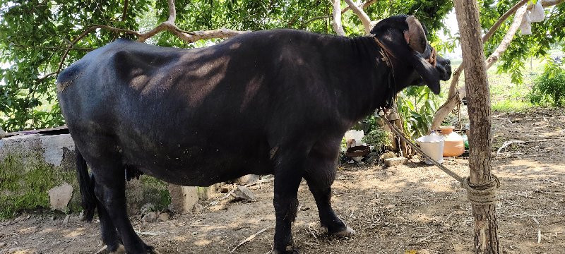 थंबनेल 3