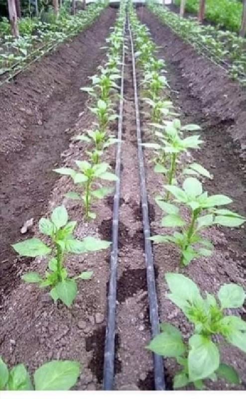 થંબનેલ 6