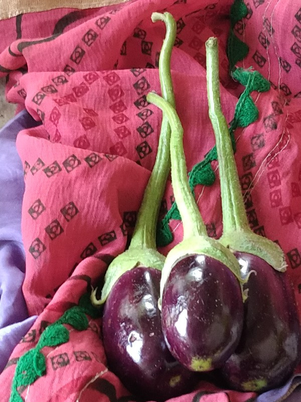 રીંગણી નો  રોપ વેચવાનો છે