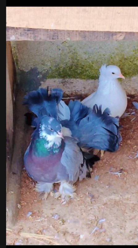 थंबनेल 2