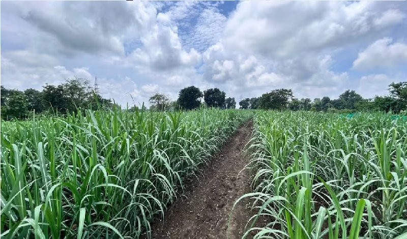 बागायत शेती विकणे रोडटच 25गुंठे