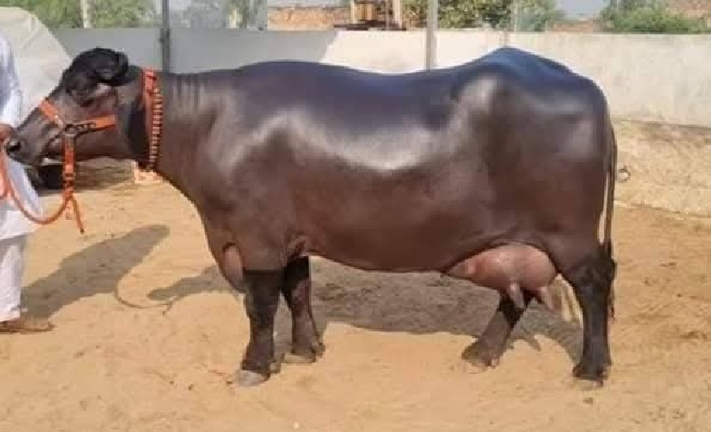 બની, મહેસાણી  ભેંસ લેવામાટે કોન્ટ્