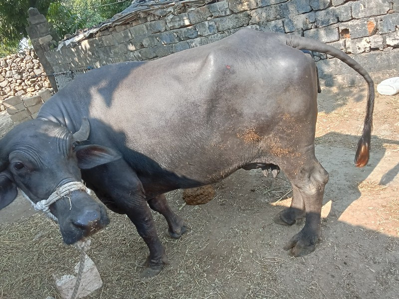 થંબનેલ 3