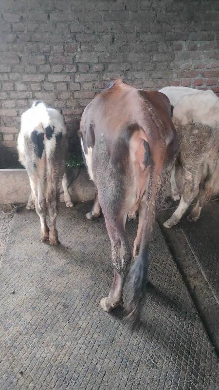 थंबनेल 3