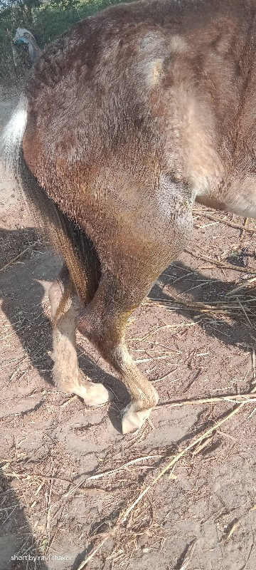 થંબનેલ 3