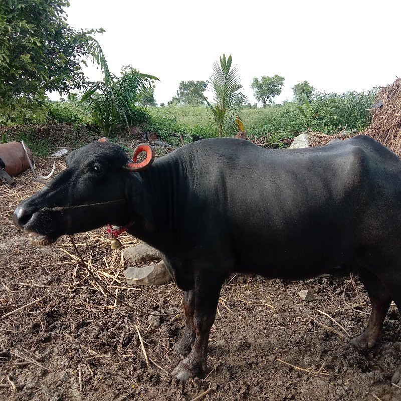 थंबनेल 3