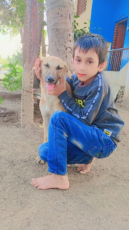 जर्मन शेफर्ड देणे आहे