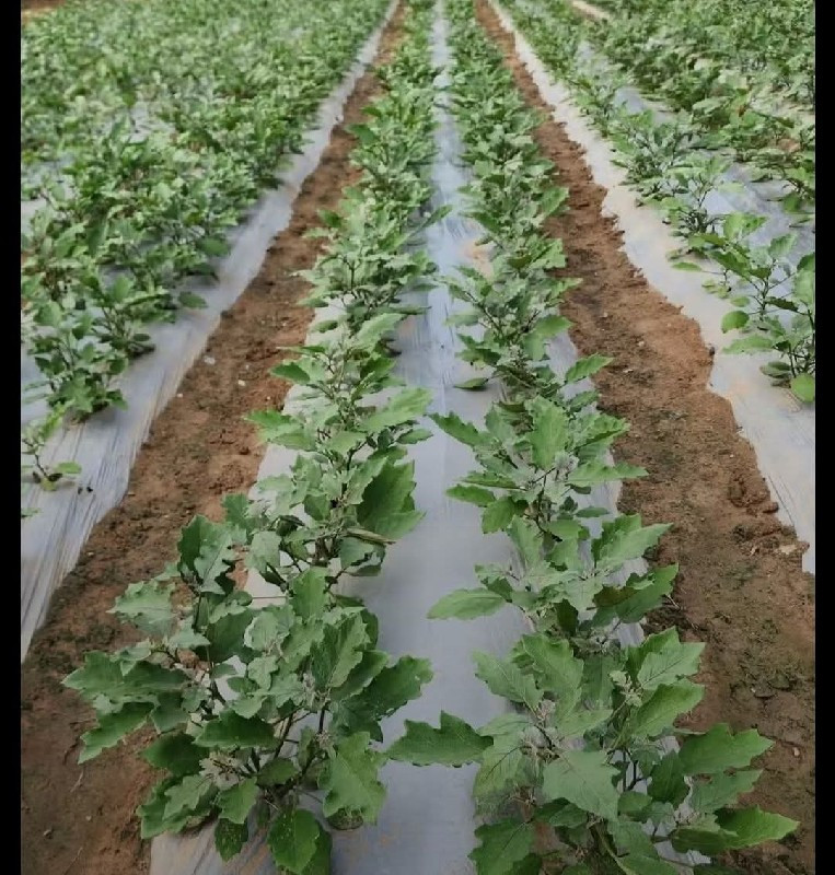 થંબનેલ 6