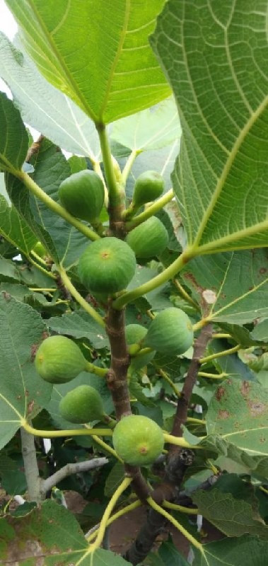 थंबनेल 4