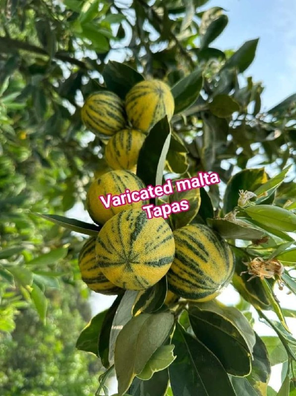 थंबनेल 5