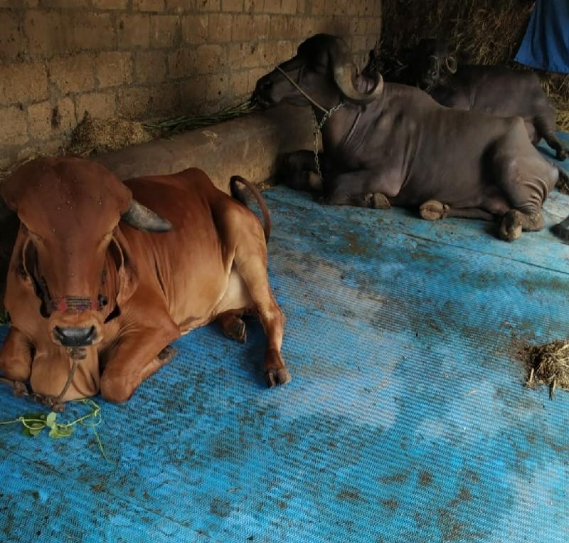 થંબનેલ 3