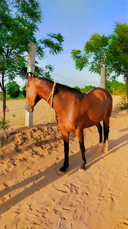 थंबनेल 2