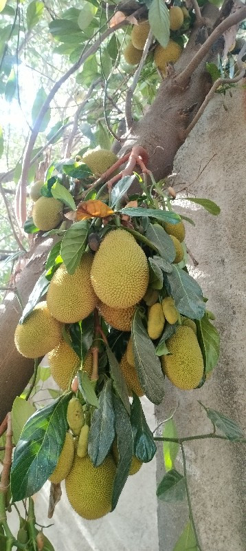 थंबनेल 3