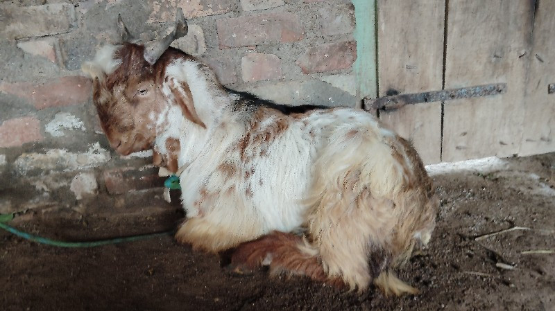 બિયારણ માટે નો બકરો