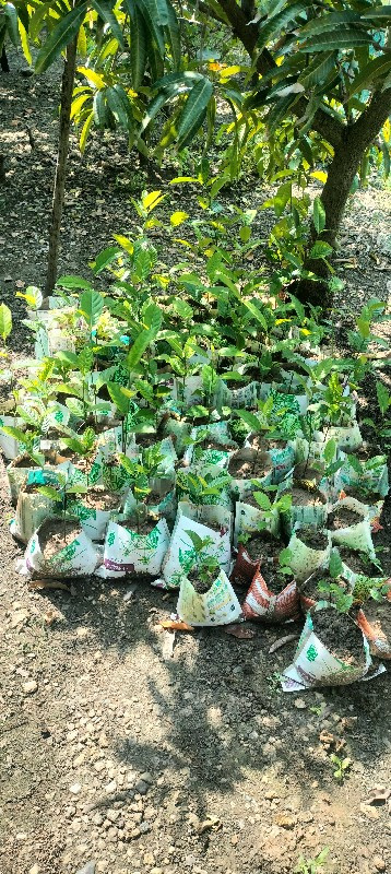 ફણસ નાં રોપા બેસવાના સે.