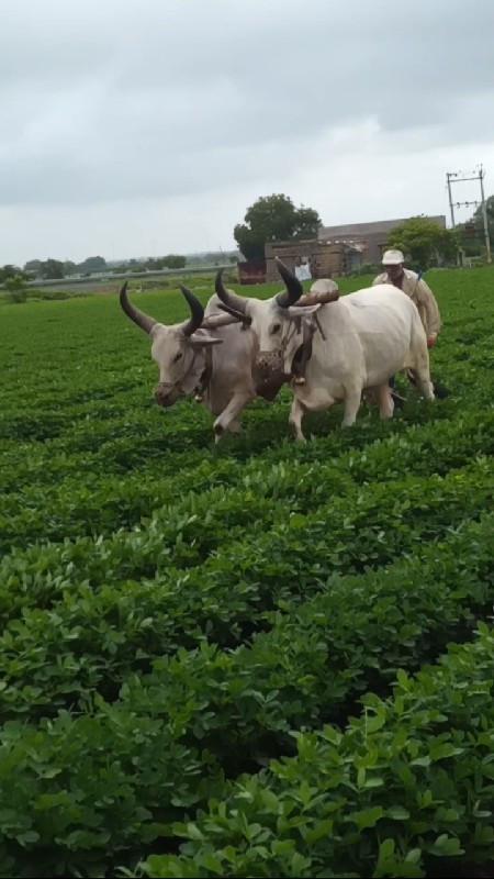 બળદ વેચવાના છે પેલી ધરના