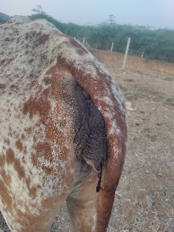 ગાયો માટે માણસ જોઈએ છે