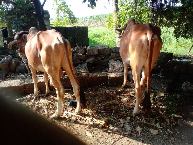 थंबनेल 2