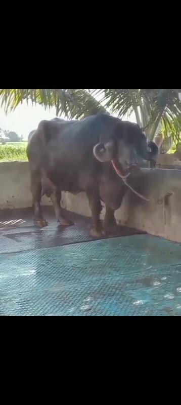 થંબનેલ 4