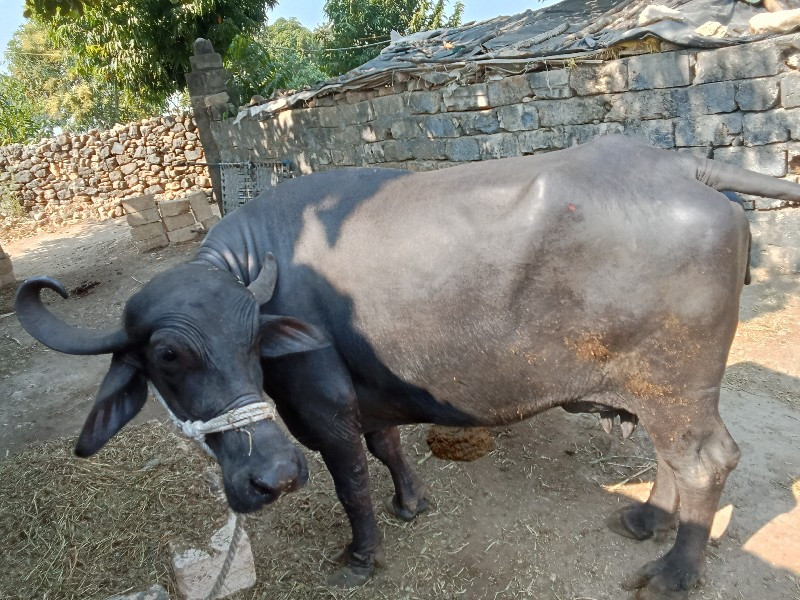 થંબનેલ 2