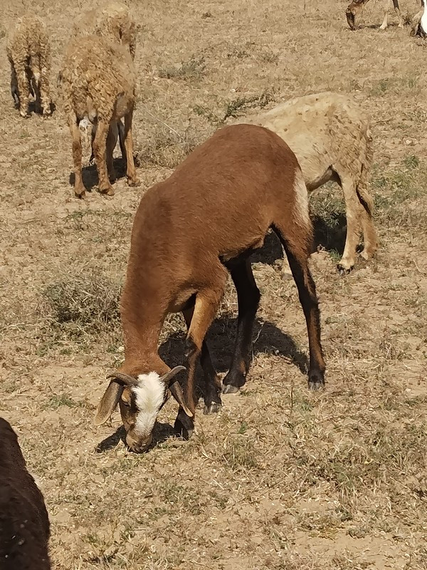 ઘેટી બાચું દેસે