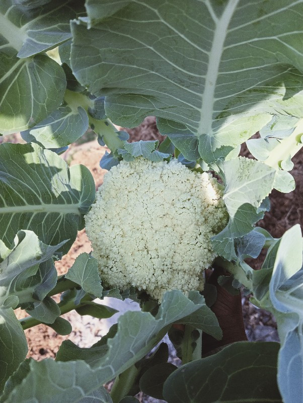 ઓર્ગેનિક શાકભાજી