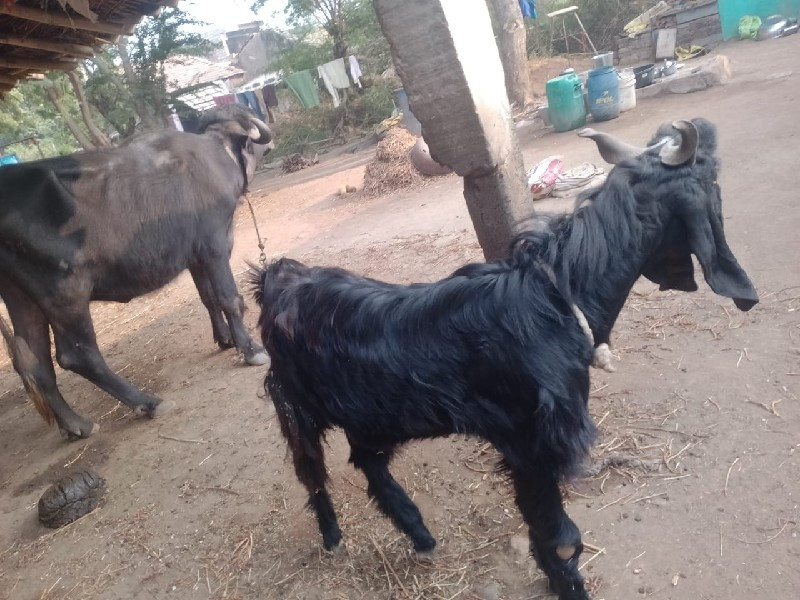 થંબનેલ 2