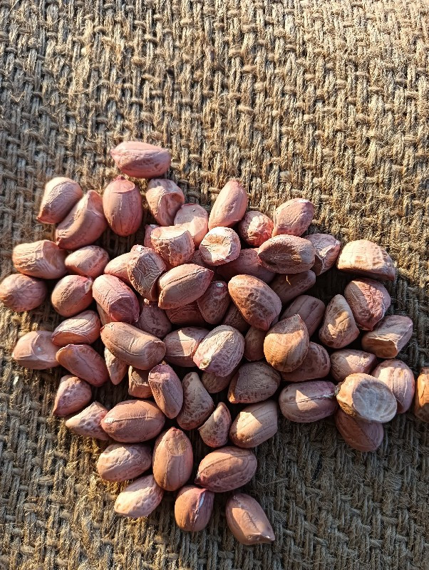 મગફળી 93 no બિયારણ