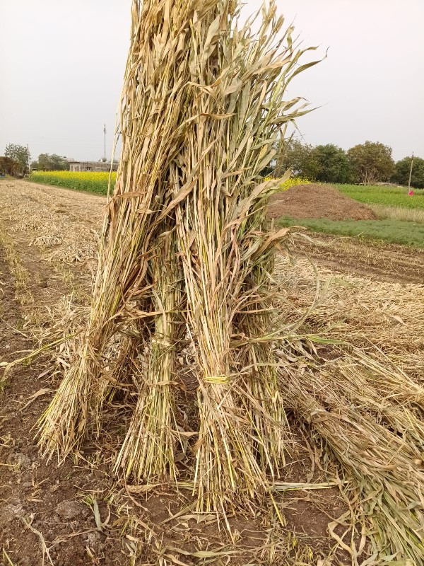 નીરણ ભૂકોલેવેચ જામનગર