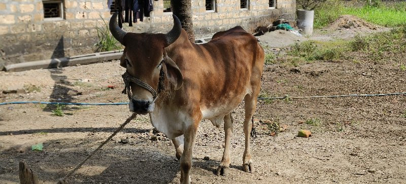 બળદ, જોડી