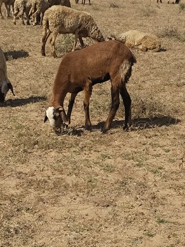 થંબનેલ 2