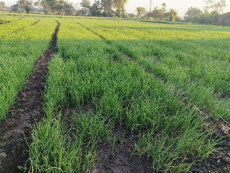 थंबनेल 3