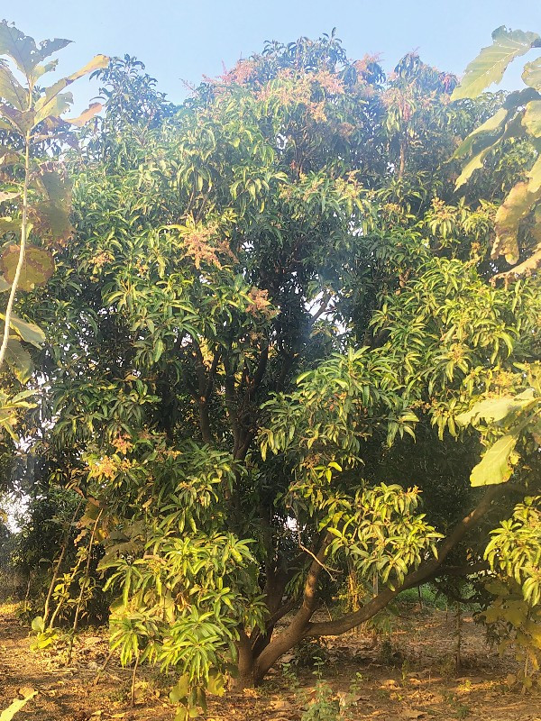 થંબનેલ 2