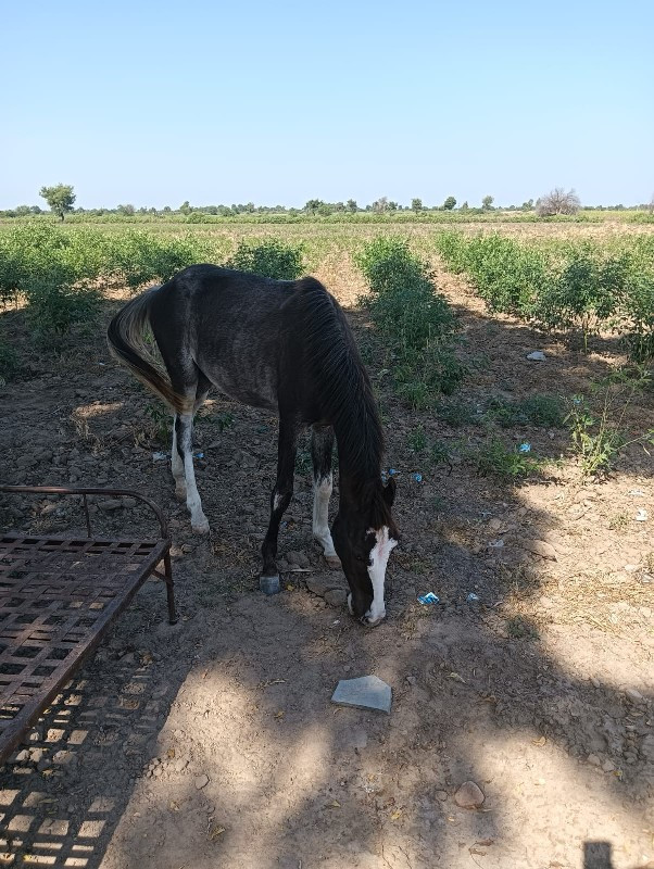 થંબનેલ 2