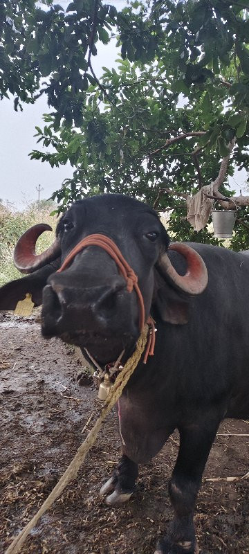 थंबनेल 2