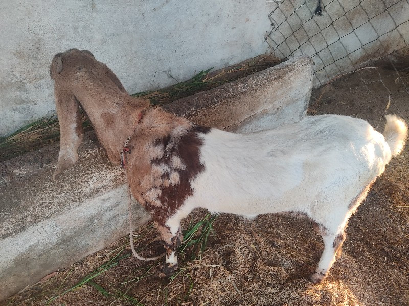 થંબનેલ 2