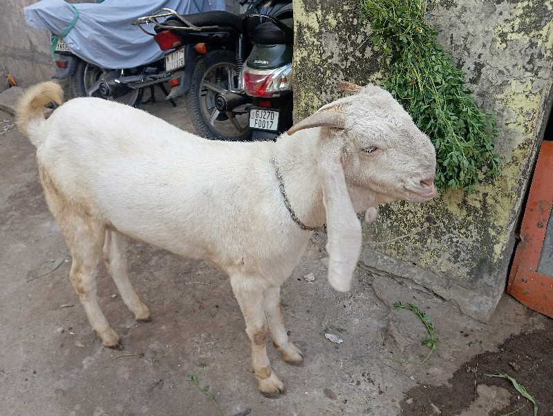 थंबनेल 3