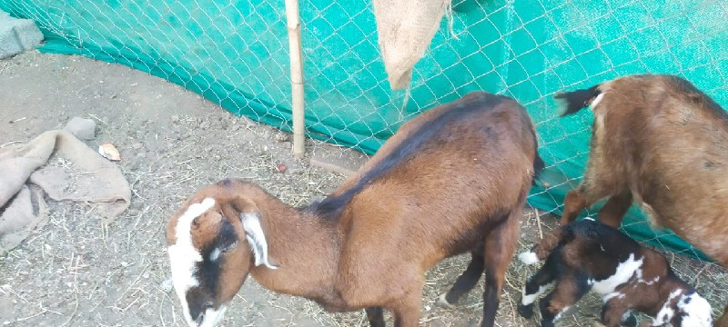 થંબનેલ 3