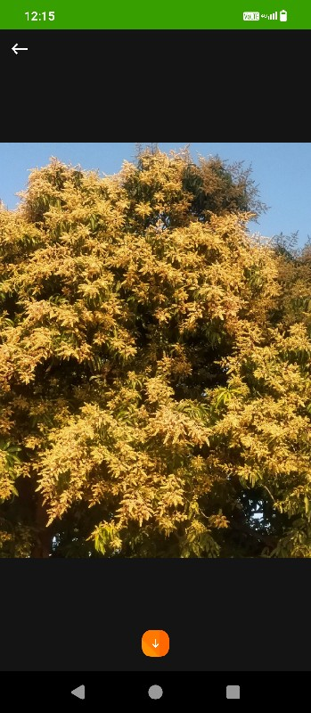 કેરી ઇજારેદેવાનીછે