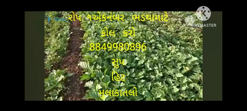 રીગણીનો  રોપ ૧નંબર