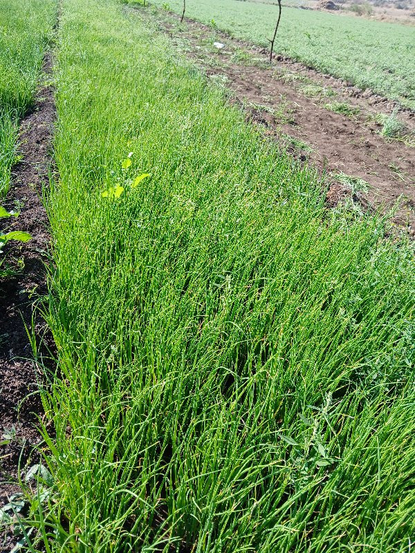 આ રોપ ડુંગળી વેચવાનો છે લાલ પતી