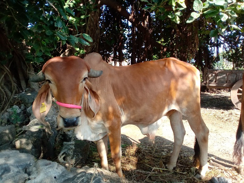 બંને ગોધલા વેચવાના છે