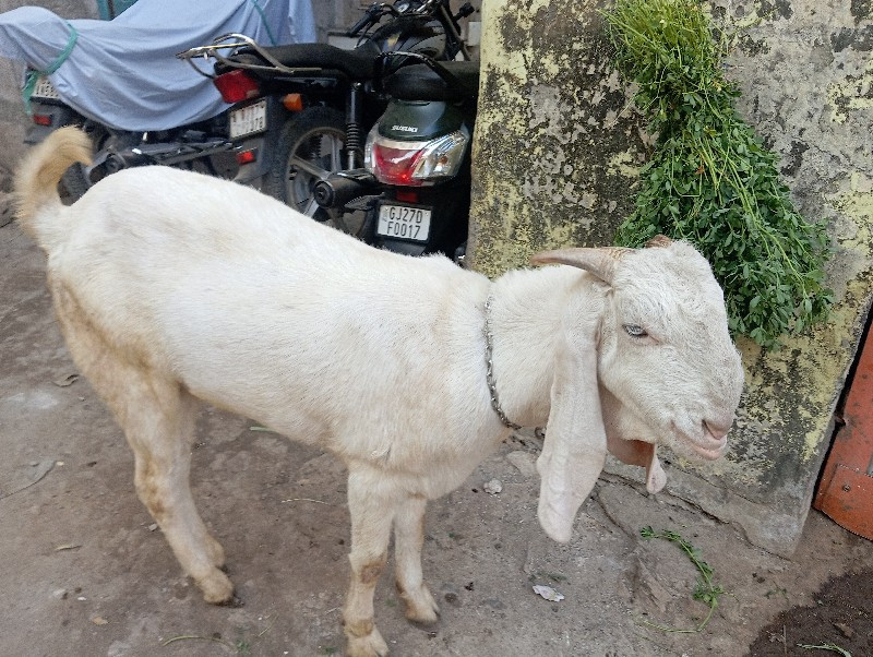 थंबनेल 2