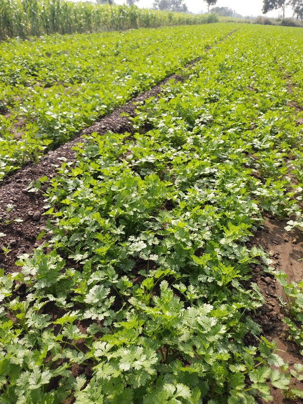 कोथिंबीर प्लॉट विक्री