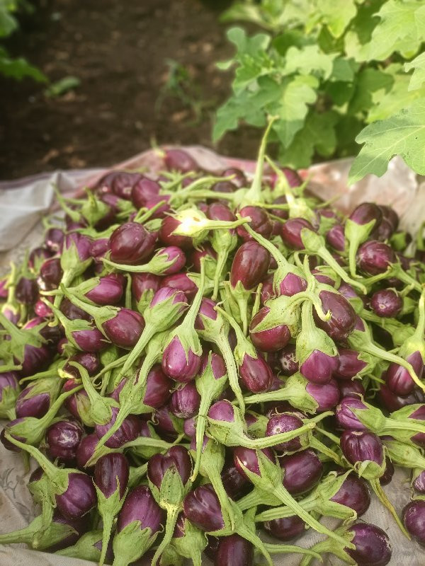 થંબનેલ 3