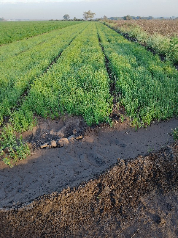 dugri rop sastabhamaapldevanose