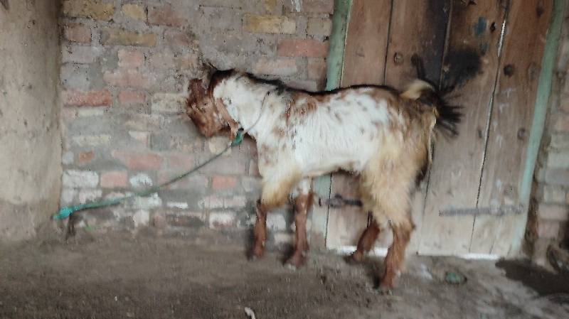 થંબનેલ 2